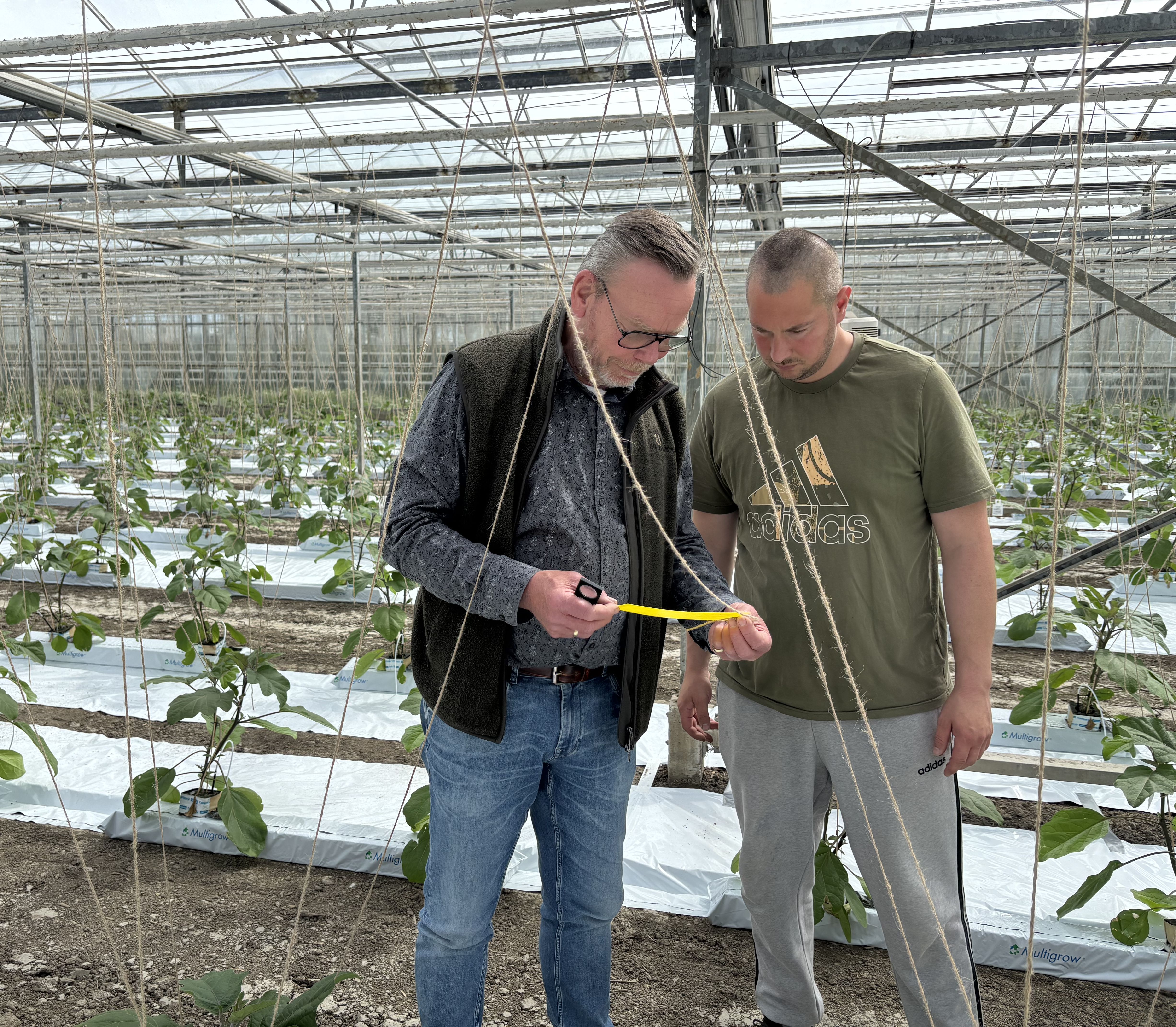 Biologie bij kwekerij Groenkas: